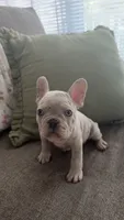 Ghost, a male French Bulldog for sale in Raleigh, NC – 1 of 4