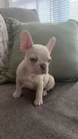 Snow, a male French Bulldog for sale in Raleigh, NC – 2 of 4