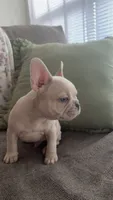 Snow, a male French Bulldog for sale in Raleigh, NC – 4 of 4