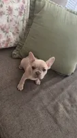 Milo, a male French Bulldog for sale in Raleigh, NC – 2 of 4