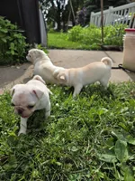 Maxi , a female Pug for sale in Des Moines, IA – 2 of 6