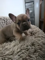 Maxi , a female French Bulldog for sale in Des Moines, IA – 2 of 6