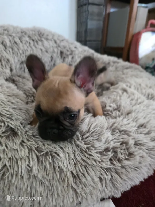 Max – French Bulldog puppy on hold in Des Moines, IA