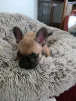 Max, a male French Bulldog for sale in Des Moines, IA – 1 of 6