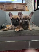 Max, a male French Bulldog for sale in Des Moines, IA – 5 of 6