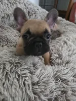 Max, a male French Bulldog for sale in Des Moines, IA – 2 of 6