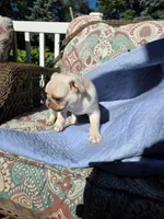 Max, a male Pug for sale in Des Moines, IA – 5 of 5