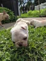 Maxi , a female Pug for sale in Des Moines, IA – 5 of 6