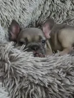 Maxi , a female French Bulldog for sale in Des Moines, IA – 5 of 6