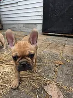 Fanny, a female French Bulldog for sale in Des Moines, IA – Photo 5 of 6