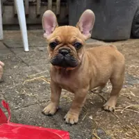 Fanny, a female French Bulldog for sale in Des Moines, IA – Photo 1 of 6