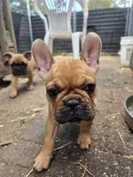 Fanny, a female French Bulldog for sale in Des Moines, IA – Photo 3 of 6