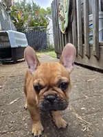 Fanny, a female French Bulldog for sale in Des Moines, IA – Photo 4 of 6