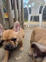 Fanny, a female French Bulldog for sale in Des Moines, IA – Photo 6 of 6