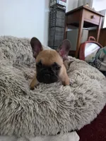 Max, a male French Bulldog for sale in Des Moines, IA – 3 of 6