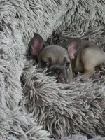 Maxi , a female French Bulldog for sale in Des Moines, IA – 6 of 6