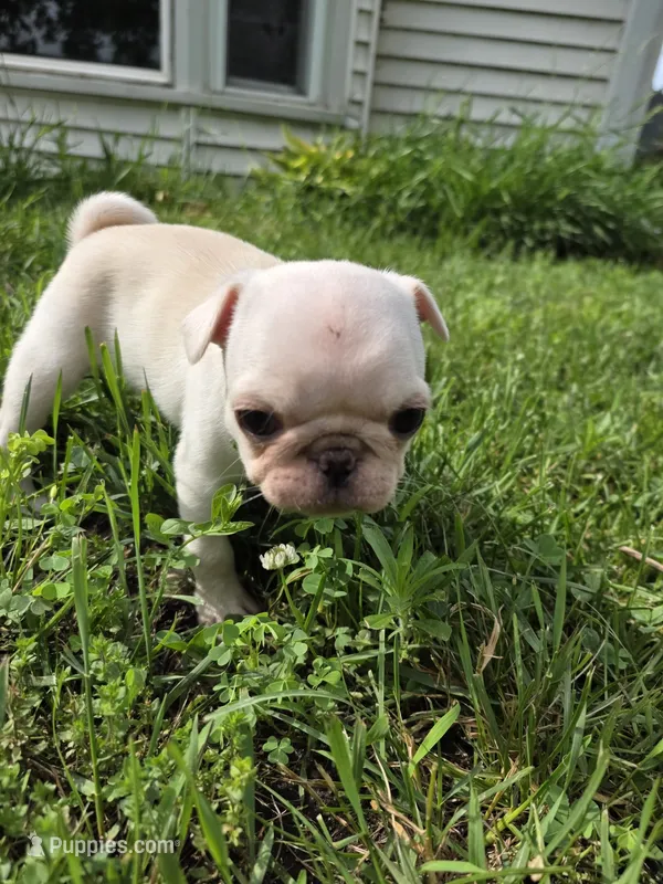 Maxi  – Pug puppy for sale in Des Moines, IA