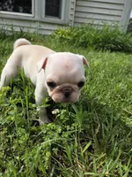 Maxi , a female Pug for sale in Des Moines, IA – 1 of 6