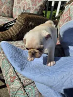 Max, a male Pug for sale in Des Moines, IA – 2 of 5