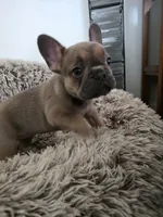 Maxi , a female French Bulldog for sale in Des Moines, IA – 4 of 6