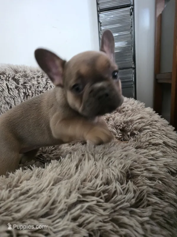 Maxi  – French Bulldog puppy for sale in Des Moines, IA