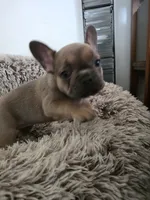 Maxi , a female French Bulldog for sale in Des Moines, IA – 1 of 6