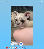 Sissy, a female French Bulldog for sale in Des Moines, IA – Photo 2 of 2