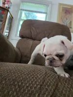 Max, a male Pug for sale in Des Moines, IA – 4 of 5