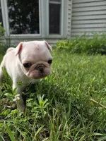 Maxi , a female Pug for sale in Des Moines, IA – 4 of 6