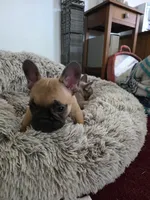 Max, a male French Bulldog for sale in Des Moines, IA – 4 of 6