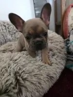 Maxi , a female French Bulldog for sale in Des Moines, IA – 3 of 6