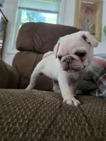 Max, a male Pug for sale in Des Moines, IA – 3 of 5