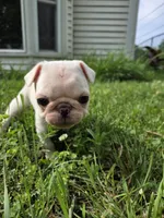 Maxi , a female Pug for sale in Des Moines, IA – 3 of 6