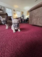 Spike, a male French Bulldog for sale in Des Moines, IA – Photo 3 of 5