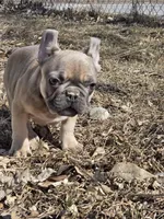 Spike, a male French Bulldog for sale in Des Moines, IA – Photo 5 of 5