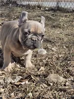Spike, a male French Bulldog for sale in Des Moines, IA – Photo 1 of 5