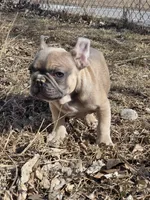 Spike, a male French Bulldog for sale in Des Moines, IA – Photo 4 of 5