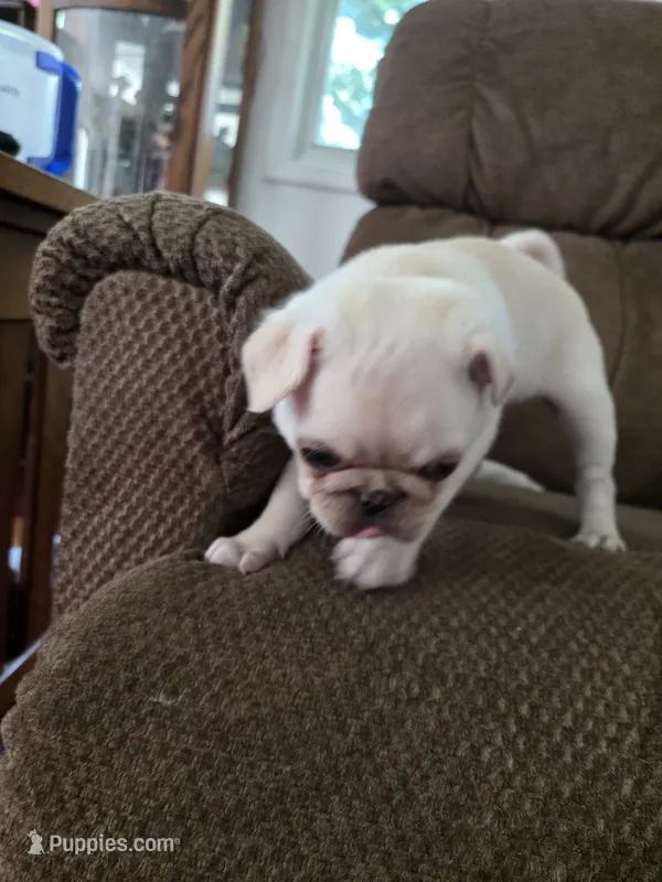 Max – Pug puppy for sale in Des Moines, IA