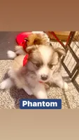 Jaguar , a male Pomeranian for sale in Lombard, IL – 10 of 10