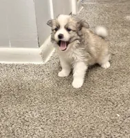 Bentley, a male Pomeranian for sale in Lombard, IL – 5 of 8