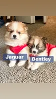 Jaguar , a male Pomeranian for sale in Lombard, IL – 8 of 10