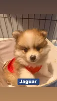 Jaguar , a male Pomeranian for sale in Lombard, IL – 6 of 10