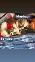 Jaguar , a male Pomeranian for sale in Lombard, IL – 5 of 10