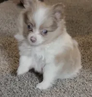 Bentley, a male Pomeranian for sale in Lombard, IL – 2 of 8