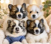 Jaguar , a male Pomeranian for sale in Lombard, IL – 4 of 9