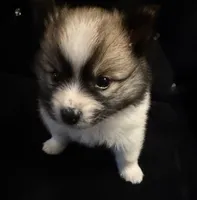 Bentley, a male Pomeranian for sale in Lombard, IL – 6 of 8