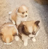 Jaguar , a male Pomeranian for sale in Lombard, IL – 9 of 9