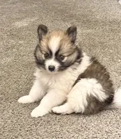 Jaguar , a male Pomeranian for sale in Lombard, IL – 8 of 9