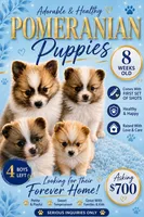 Jaguar , a male Pomeranian for sale in Lombard, IL – 3 of 10