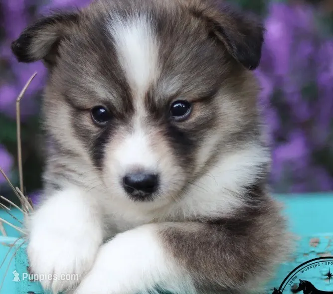 Bentley – Pomeranian puppy for sale in Lombard, IL
